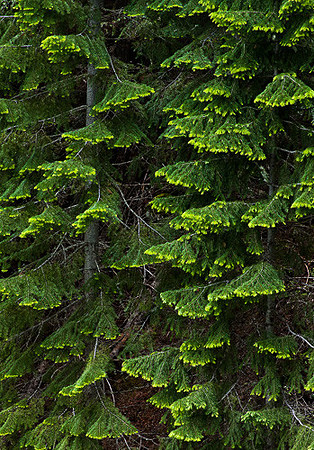 NEW GROWTH, OLD GROWTH