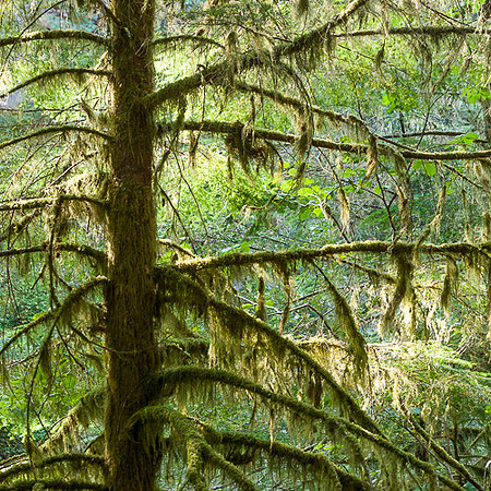 EAGLE CREEK MOSS