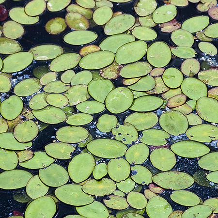 FRACTAL POND