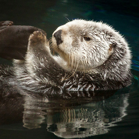 TAKING A SOAK (OTTER)