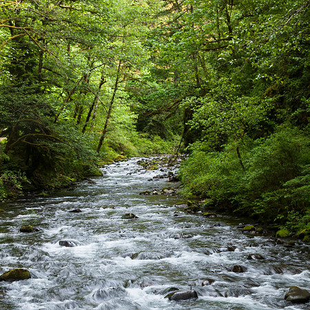 A RIVER RUNS THROUGH IT