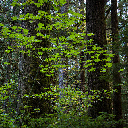 OLD GROWTH, NEW GROWTH,