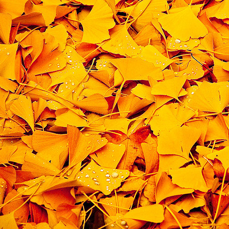 FALLEN GINGKO LEAVES